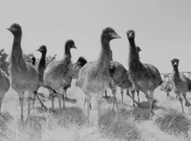 emus