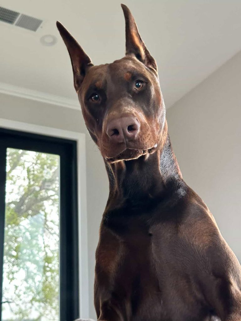 Comet AKA Kansa's The Night Fire, north bay pet photo contest