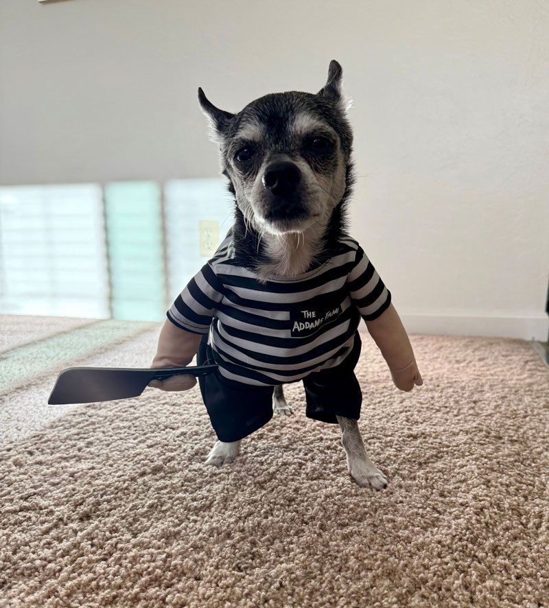 Pugsley Addams aka Pancho, north bay pet photo contest