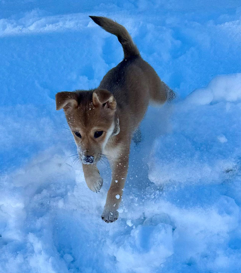 Puppy in Powder, north bay pet photo contest