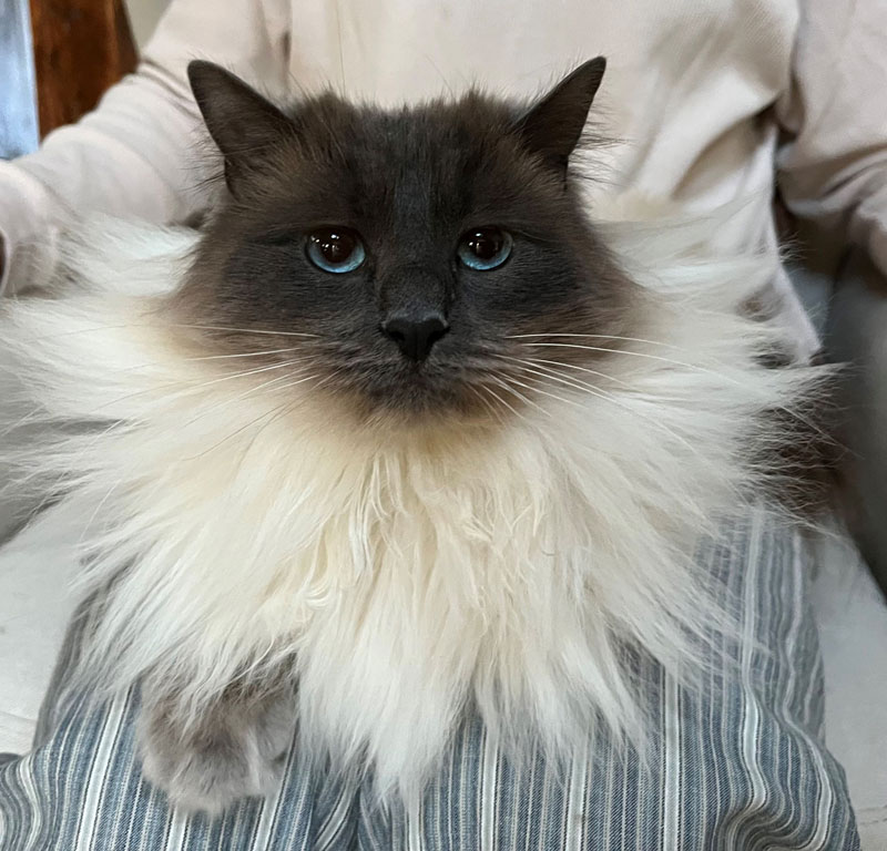 Yes your magistrate, north bay pet photo contest