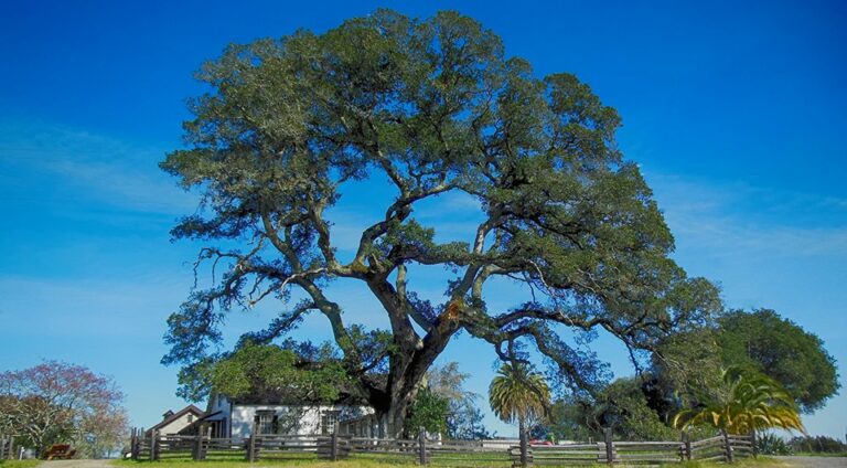 Feb. 1: Still Standing in Glen Ellen