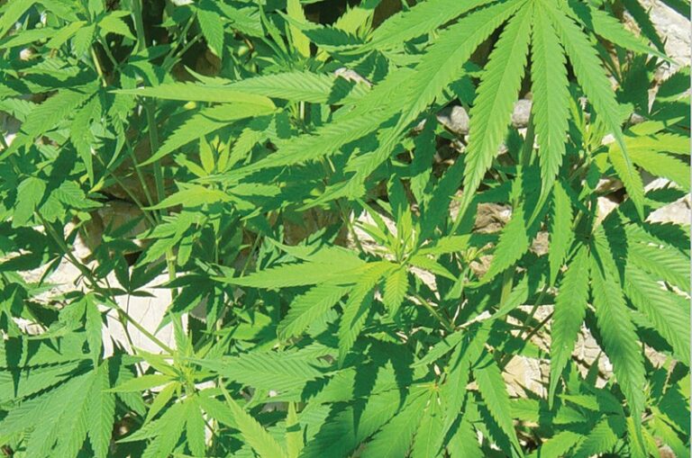 Debriefer: July 15, 2015