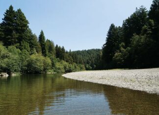 Forest for the Trees