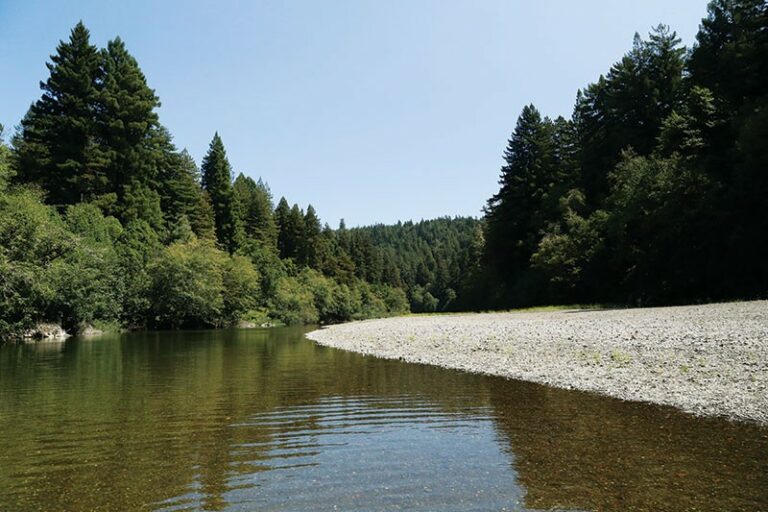 Forest for the Trees