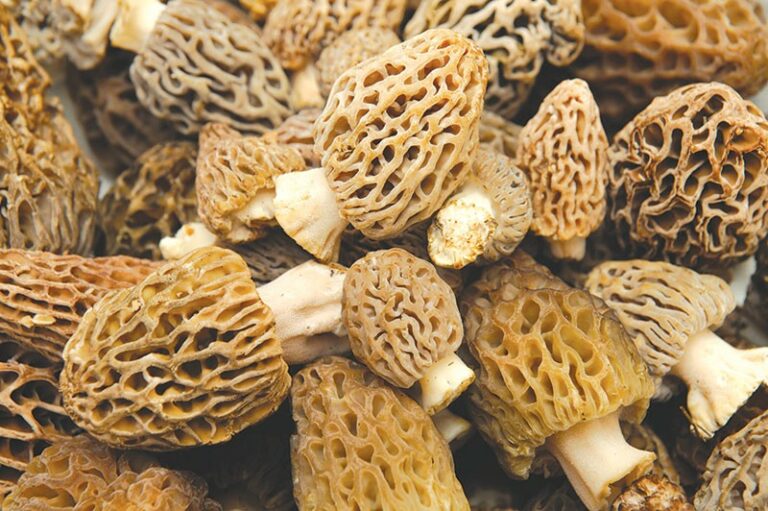 Morel Majority