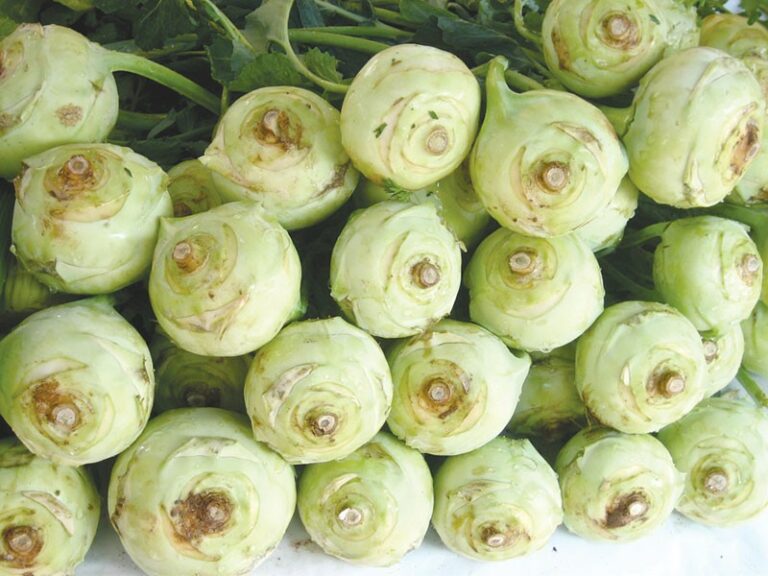 Cool Kohlrabi