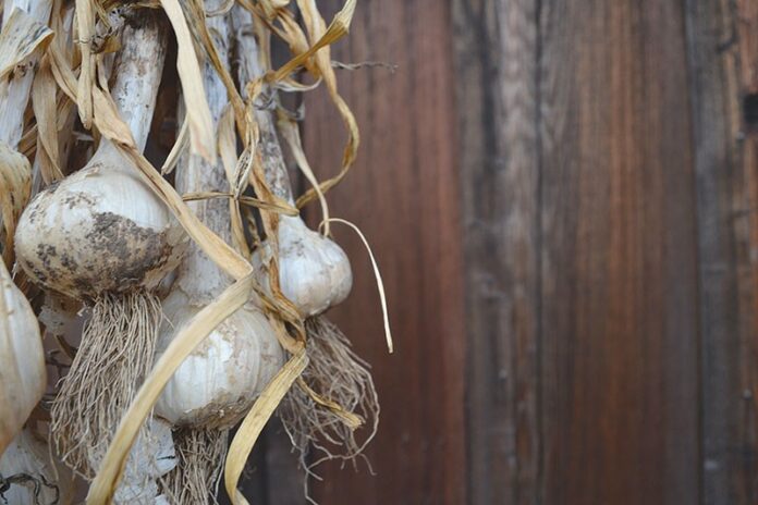 dining-1bd76039257eb085