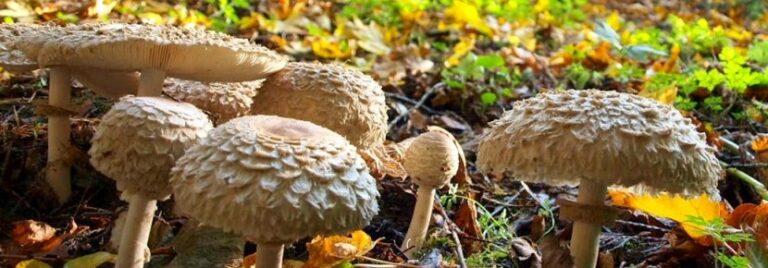 Nov. 25-27: Oh, Mycology in Pt Reyes Station