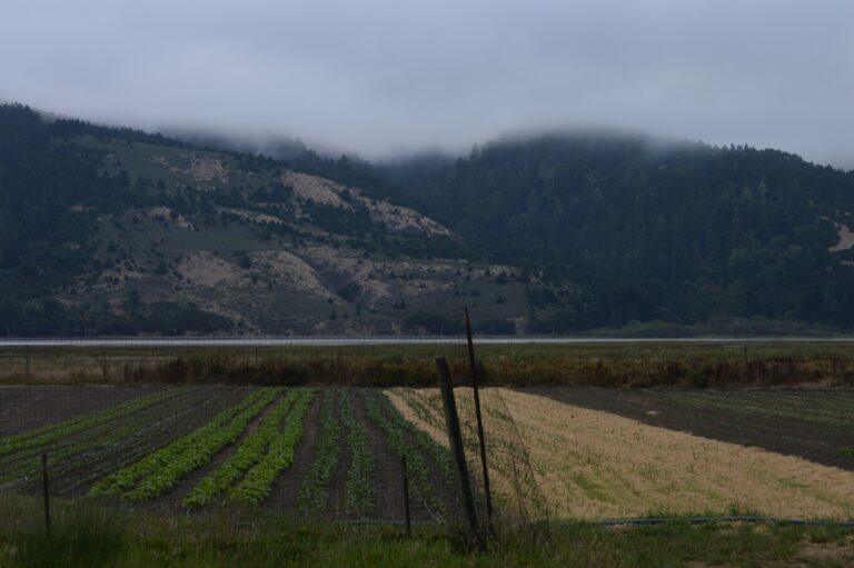 Kale-a-Bunga! Star Route Farms sold to the University of San Francisco