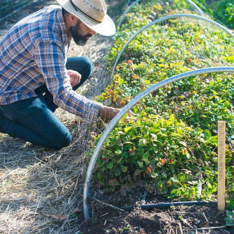 Oct. 1: New Harvest in Fulton