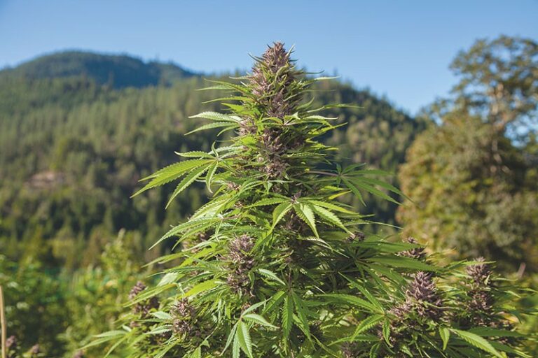 Bumper Crop Bumper Crop