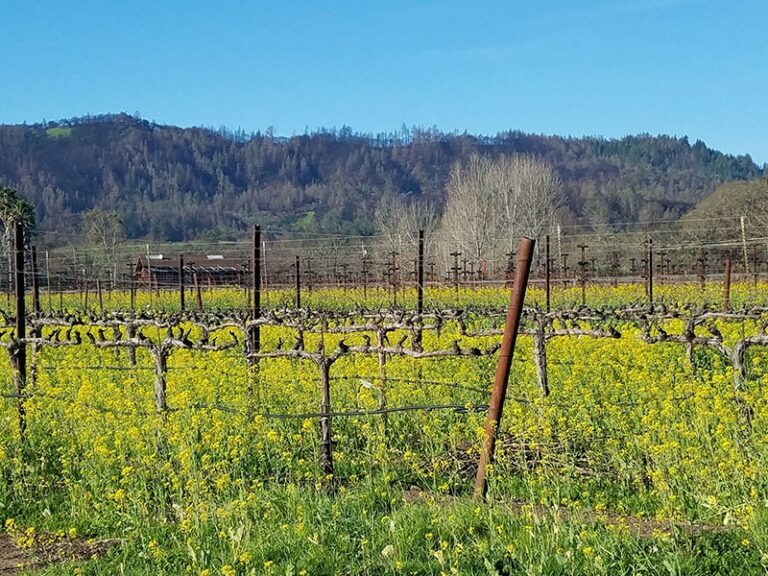 Spotlight on Calistoga