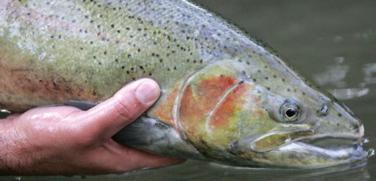 Feb. 10: Perfect Ten in Geyserville