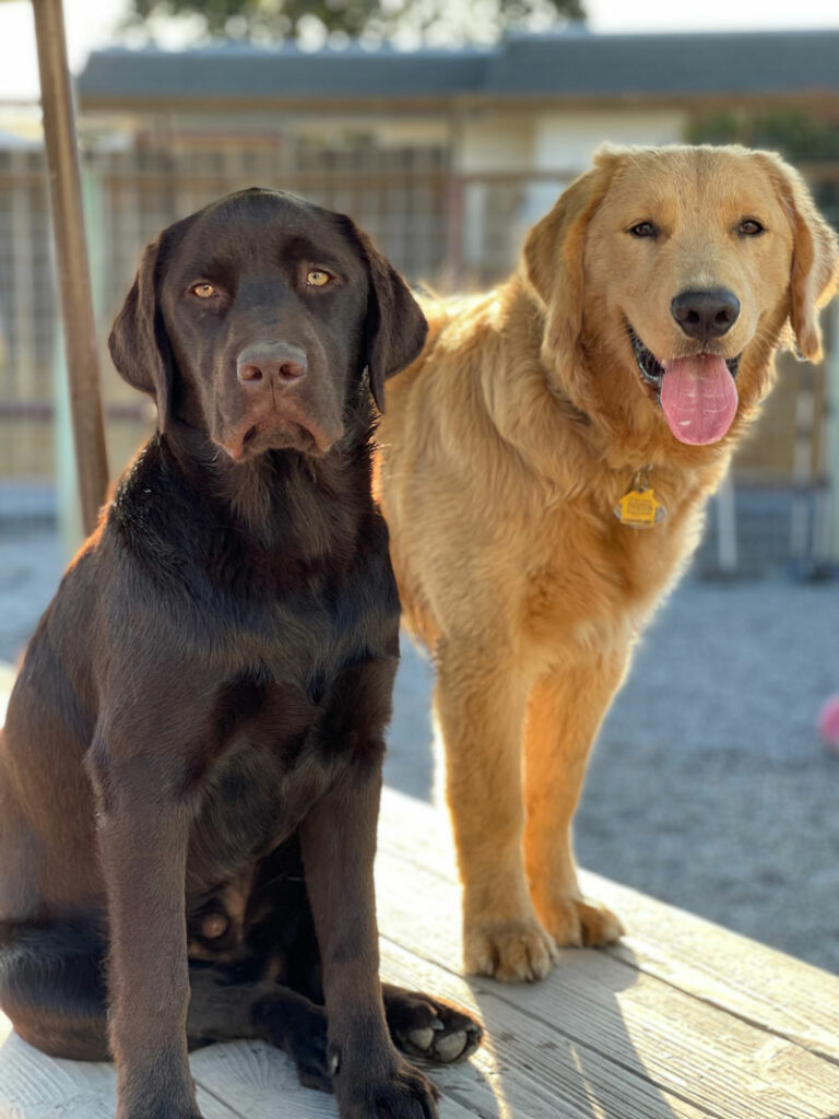 k9 activity club dog daycare and training
