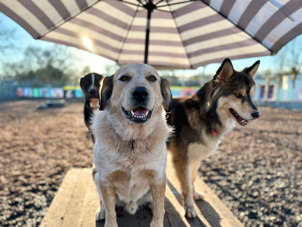k9 activity club dog daycare and training