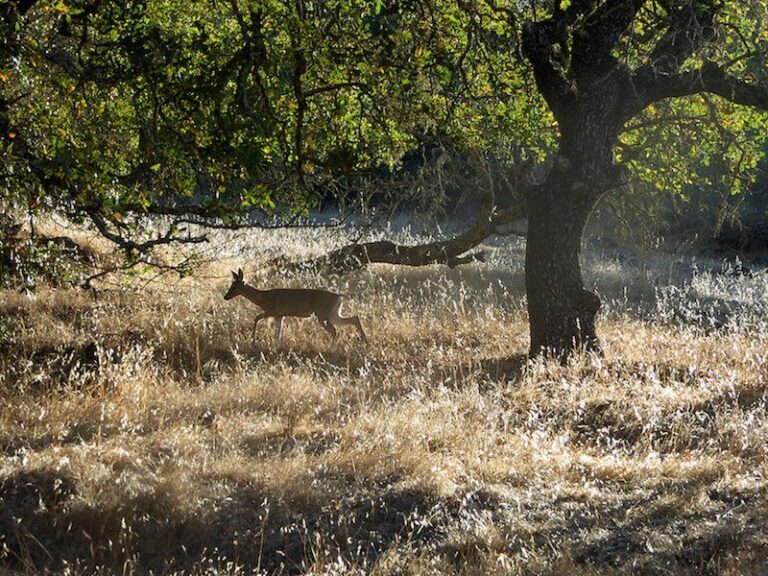 Nov. 23: Green Friday in Kenwood