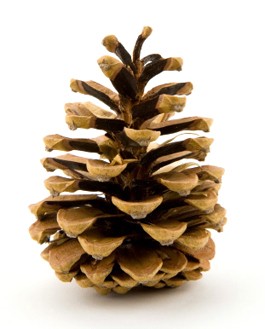 Pinin’ for the Cone