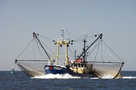 Trawling for Answers