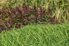 Planting the Seeds of Crisis