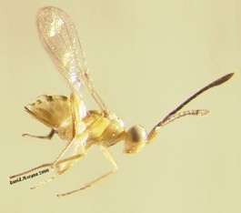 Trouble That Never Came