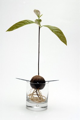 Whither the Alligator Pear?