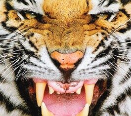 Tiger Tales
