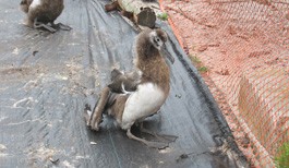 Trouble on Albatross Island