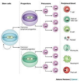 No Cure for the Cure