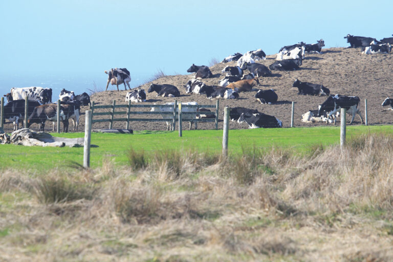 Letters to the Editor: Apocalypse Cow