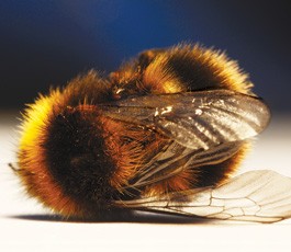 Farm Laws and Seed Scraps