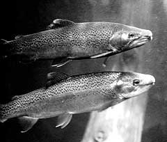 Of Trout and Drought