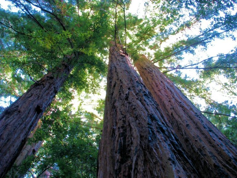 When Trees Get Saved