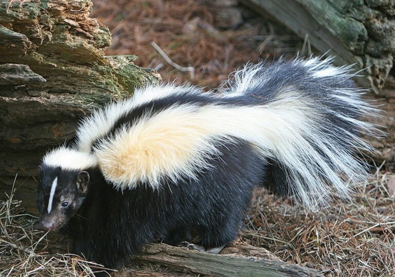 Debriefer: February 11, 2015