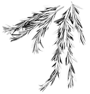 Rosemary