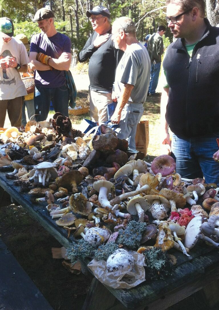 Fungi Finally Fruiting