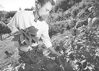Garden Variety