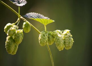 Getting Hopped Up—Again