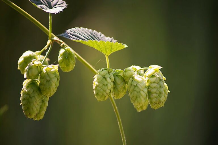 Getting Hopped Up—Again