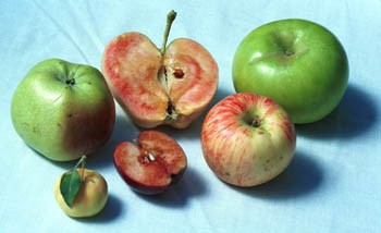 Political Groups at Farmers’ Markets