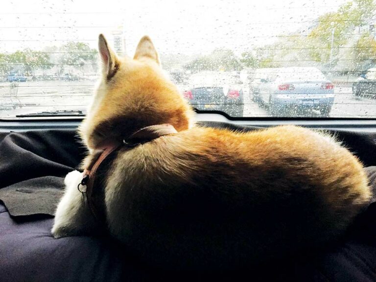 A Man, a Van, a Plan