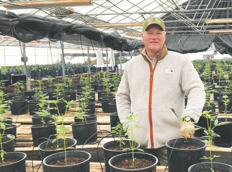 Cannabis Growers Revive the Hessel Grange