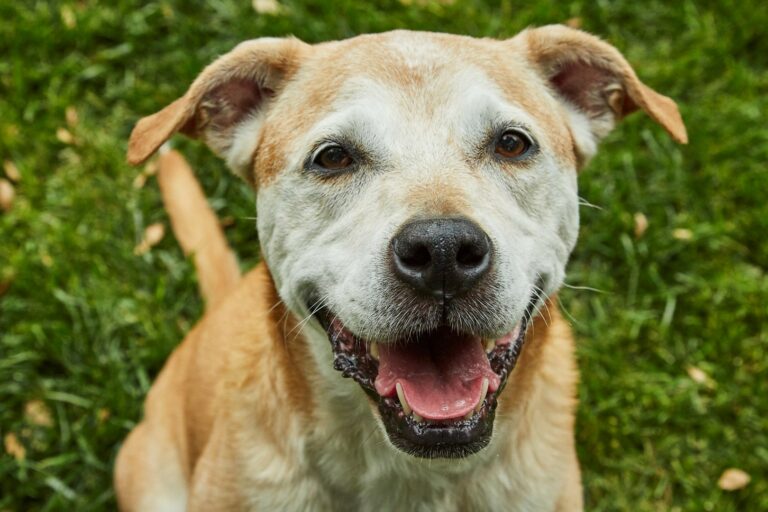 North Bay Nonprofit Sanctuary Launches ‘Saving Senior Dogs Week’