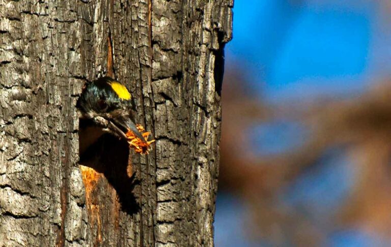 Black-Backed Woodpeckers Show Importance of California Fires