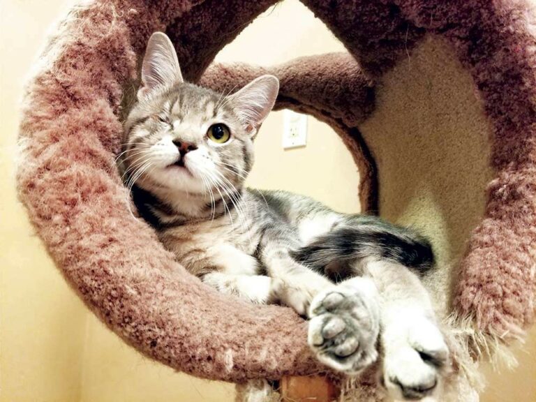 Covid-19 creates cause for paws