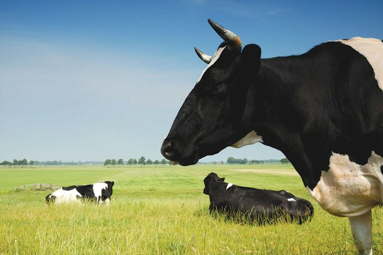 Shadow of 
a Drought