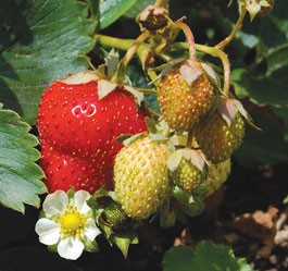 Strawberry Fields for Never