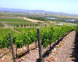 North Bay Winery Listings