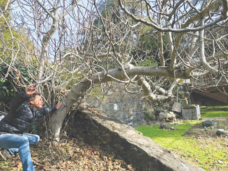 Fig Hunter: Cult fruit has admirers but at what cost to native flora?