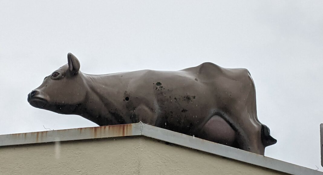 Petaluma Creamery jersey cow statue